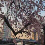 ヒメ日記 2026/04/04 08:11 投稿 みのり 熟女の風俗最終章 宇都宮店