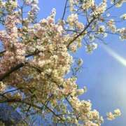 ヒメ日記 2025/04/03 18:13 投稿 さな BUNNY（バニー）十三店