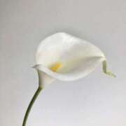 ヒメ日記 2026/02/10 10:27 投稿 めるる ハッピーブリッジ