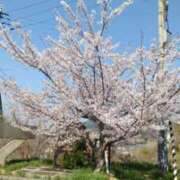 ヒメ日記 2025/04/08 12:26 投稿 常坂文乃 五十路マダム富山店(カサブランカグループ)