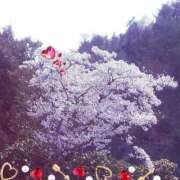 ヒメ日記 2025/04/09 11:54 投稿 常坂文乃 五十路マダム富山店(カサブランカグループ)