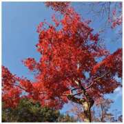 ヒメ日記 2026/03/11 09:58 投稿 常坂文乃 五十路マダム富山店(カサブランカグループ)