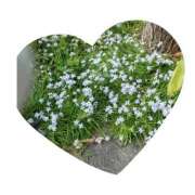 常坂文乃 ありがとうございました！ 五十路マダム富山店(カサブランカグループ)