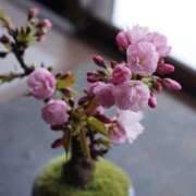 ヒメ日記 2025/03/31 14:04 投稿 ゆき♡超人気嬢復活!! ラヴァーズ