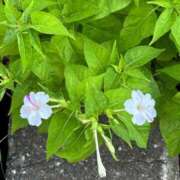 ヒメ日記 2025/08/05 20:00 投稿 ゆき♡超人気嬢復活!! ラヴァーズ