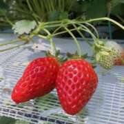 ゆき♡超人気嬢復活!! (*'▽'*) ラヴァーズ