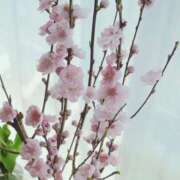 ヒメ日記 2026/02/22 18:15 投稿 ゆき♡超人気嬢復活!! ラヴァーズ