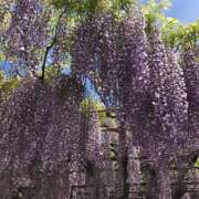 ヒメ日記 2026/04/19 18:31 投稿 ゆき♡超人気嬢復活!! ラヴァーズ