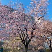 ヒメ日記 2025/05/01 10:12 投稿 蓮川美國 お姉さんCLUB