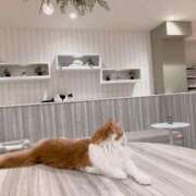 蓮川美國 🐈 お姉さんCLUB