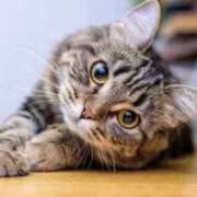 ヒメ日記 2026/02/04 20:42 投稿 まい エディーズ