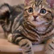 まい 明日！ エディーズ