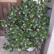 ヒメ日記 2024/12/12 10:22 投稿 松本由紀 五十路マダム姫路店