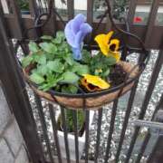 ヒメ日記 2024/12/15 11:34 投稿 松本由紀 五十路マダム姫路店