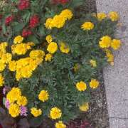 ヒメ日記 2024/12/20 17:06 投稿 松本由紀 五十路マダム姫路店