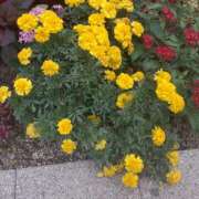 ヒメ日記 2025/01/02 11:48 投稿 松本由紀 五十路マダム姫路店