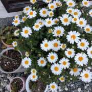 ヒメ日記 2025/01/30 10:24 投稿 松本由紀 五十路マダム姫路店