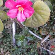 ヒメ日記 2025/02/03 16:58 投稿 松本由紀 五十路マダム姫路店