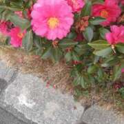 ヒメ日記 2025/03/14 08:52 投稿 松本由紀 五十路マダム姫路店