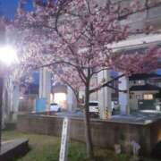 ヒメ日記 2025/03/25 14:24 投稿 松本由紀 五十路マダム姫路店