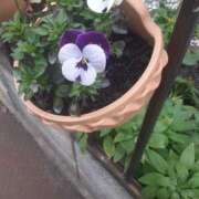 ヒメ日記 2025/03/31 09:40 投稿 松本由紀 五十路マダム姫路店