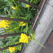 ヒメ日記 2025/04/24 11:02 投稿 松本由紀 五十路マダム姫路店