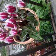 ヒメ日記 2025/04/25 08:22 投稿 松本由紀 五十路マダム姫路店