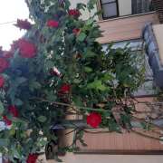 ヒメ日記 2025/06/18 16:18 投稿 松本由紀 五十路マダム姫路店