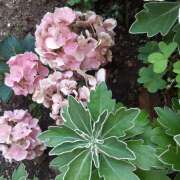 ヒメ日記 2025/06/20 08:34 投稿 松本由紀 五十路マダム姫路店