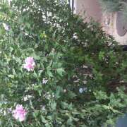 松本由紀 お疲れ様です 五十路マダム姫路店