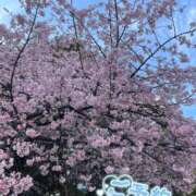 ヒメ日記 2026/03/11 17:46 投稿 柏木 あなたに逢いたくて