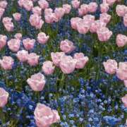 ヒメ日記 2025/03/16 17:16 投稿 サクラコ マテリアル