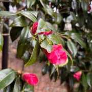 ヒメ日記 2026/02/18 14:06 投稿 めいこ 京都人妻デリヘル倶楽部