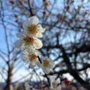 ヒメ日記 2026/03/10 14:58 投稿 めいこ 京都人妻デリヘル倶楽部