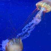 ヒメ日記 2025/08/25 11:52 投稿 ヘヨン 性の極み妻 好き者たちの宴