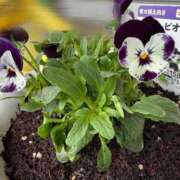 ヒメ日記 2025/04/18 16:28 投稿 ゆの ソープランド看護学院ディエックス