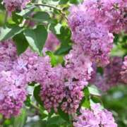 ヒメ日記 2025/05/15 13:40 投稿 ゆの ソープランド看護学院ディエックス