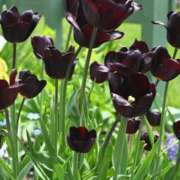 ヒメ日記 2025/05/15 15:18 投稿 ゆの ソープランド看護学院ディエックス