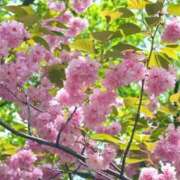 ヒメ日記 2025/05/15 16:08 投稿 ゆの ソープランド看護学院ディエックス