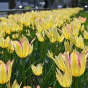 ヒメ日記 2025/05/16 19:18 投稿 ゆの ソープランド看護学院ディエックス