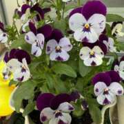 ヒメ日記 2025/05/19 12:18 投稿 ゆの ソープランド看護学院ディエックス