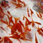 ヒメ日記 2025/06/16 12:38 投稿 ゆの ソープランド看護学院ディエックス