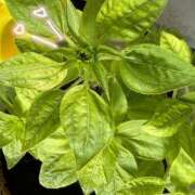 ヒメ日記 2025/07/07 07:18 投稿 ゆの ソープランド看護学院ディエックス