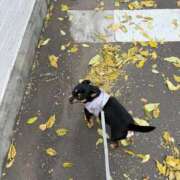 ヒメ日記 2025/09/29 15:19 投稿 ゆの ソープランド看護学院ディエックス