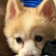 ヒメ日記 2025/11/17 11:08 投稿 ゆの ソープランド看護学院ディエックス