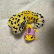 ヒメ日記 2025/11/20 12:19 投稿 ゆの ソープランド看護学院ディエックス