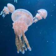 ヒメ日記 2025/11/24 12:58 投稿 ゆの ソープランド看護学院ディエックス