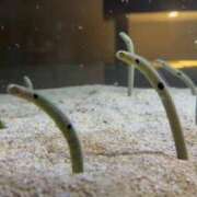 ヒメ日記 2025/12/12 10:58 投稿 ゆの ソープランド看護学院ディエックス