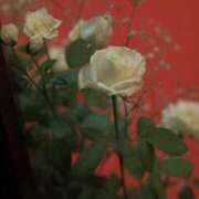 ヒメ日記 2026/02/18 15:58 投稿 ゆの ソープランド看護学院ディエックス