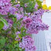 ヒメ日記 2026/05/13 06:48 投稿 ゆの ソープランド看護学院ディエックス